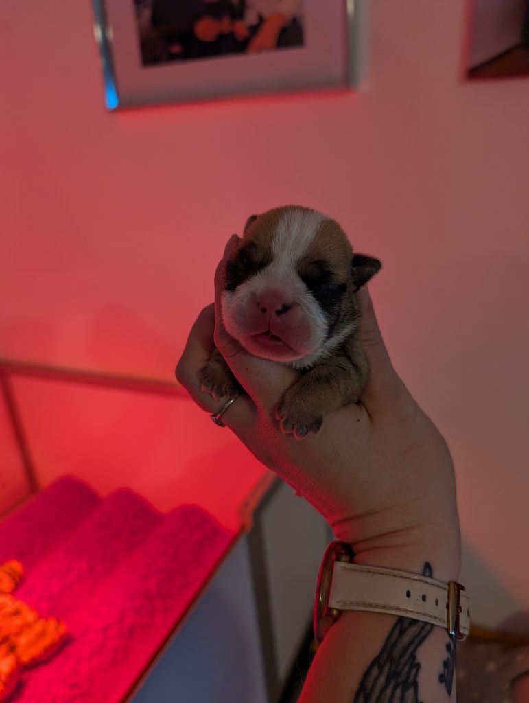 Jewel’s Empire - Chiots disponibles - Bulldog Anglais