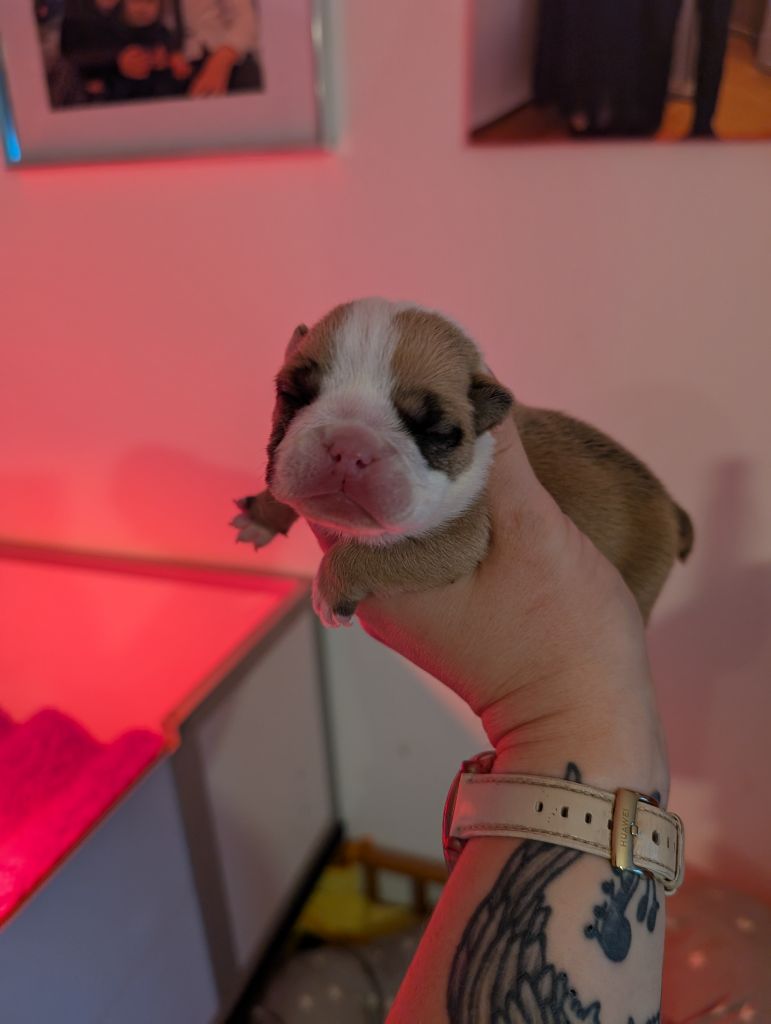 Jewel’s Empire - Chiots disponibles - Bulldog Anglais