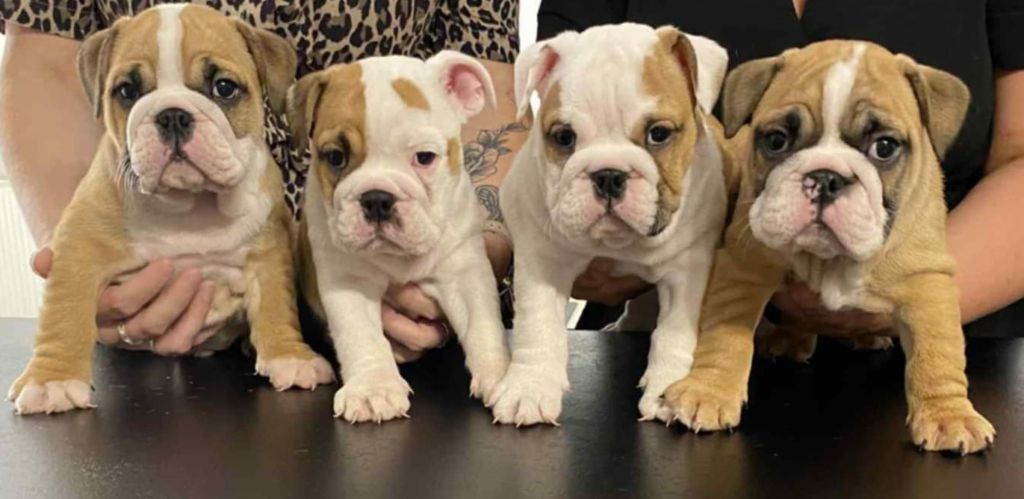 Chiot Bulldog Anglais Jewel’s Empire