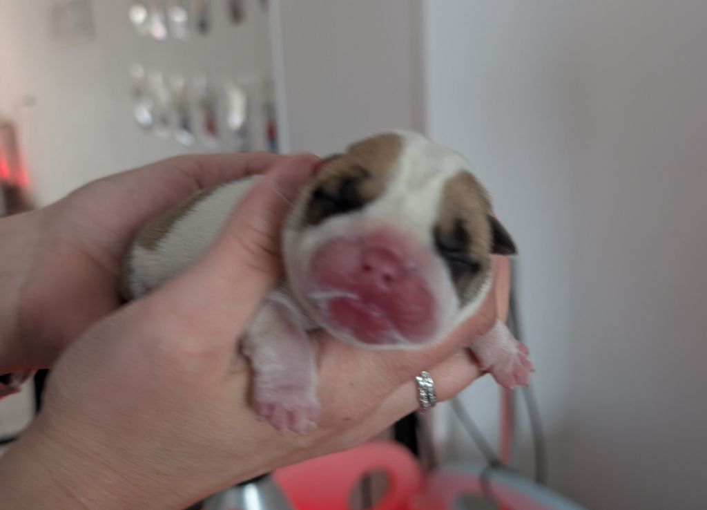 Jewel’s Empire - Chiots disponibles - Bulldog Anglais