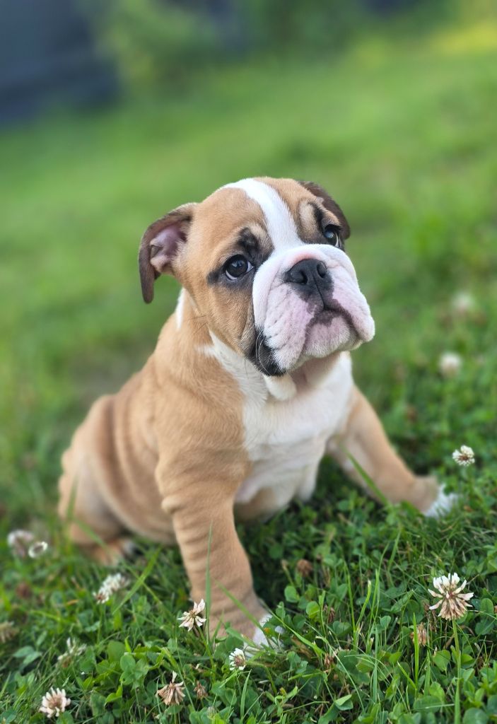 Jewel’s Empire - Chiots disponibles - Bulldog Anglais