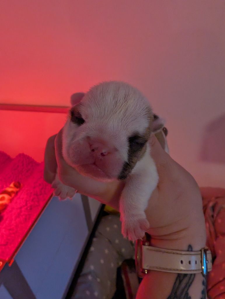 Jewel’s Empire - Chiots disponibles - Bulldog Anglais