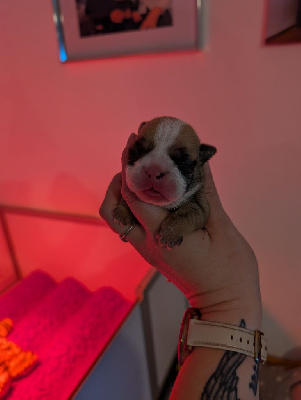 CHIOT