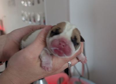 CHIOT